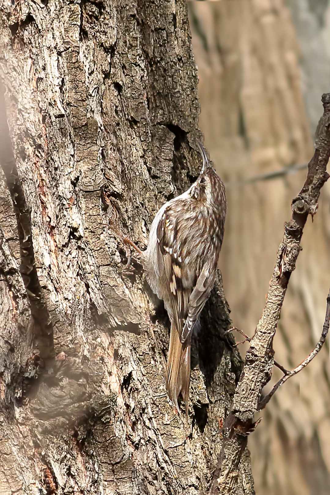 Eurasian Treecreeper